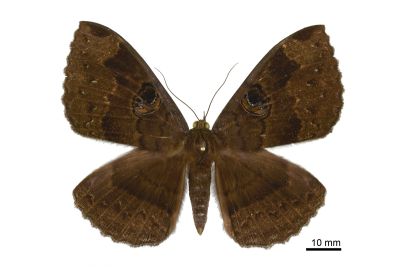 異目裳蛾 Erebus caprimulgus 雌蟲