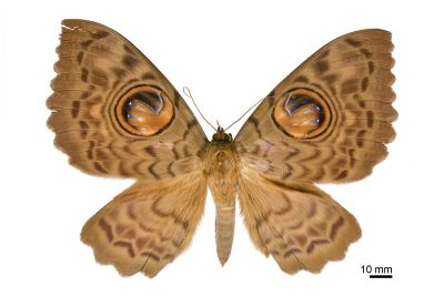 巨目裳蛾 Erebus macrops 雄蟲
