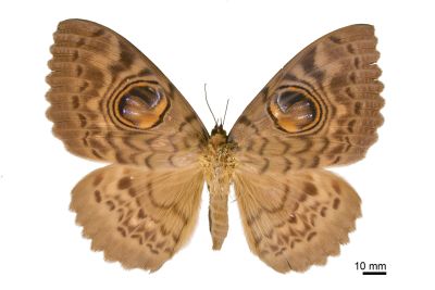 巨目裳蛾 Erebus macrops 雌蟲