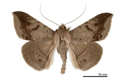 彎腎斑南裳蛾 Ericeia eriophora 雄蟲