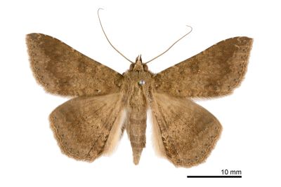 後圓南裳蛾 Ericeia subcinerea 雌蟲
