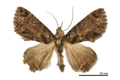 厚裳蛾 Erygia apicalis 雄蟲