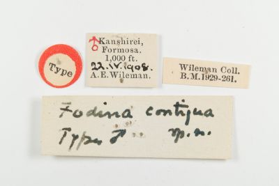 白符帶裳蛾 Fodina contigua