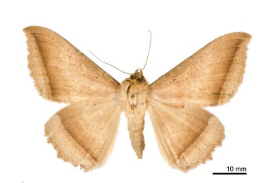 木裳蛾 Hulodes caranea 雌蟲