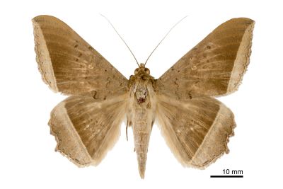 木裳蛾 Hulodes caranea 雄蟲