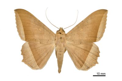 木裳蛾 Hulodes caranea 雄蟲