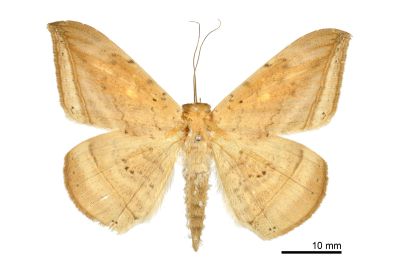 枯木裳蛾 Hulodes drylla 雄蟲