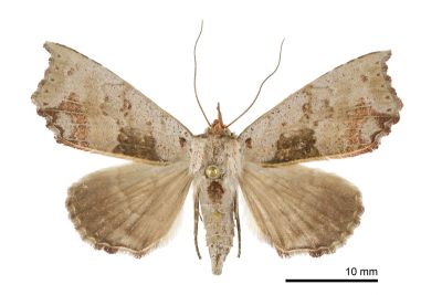 叢胸裳蛾 Hyperlopha compactilis 雌蟲
