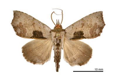叢胸裳蛾 Hyperlopha compactilis 雄蟲