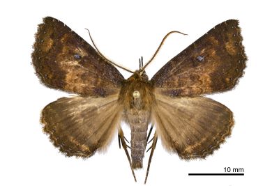 橘朋閃裳蛾 Hypersypnoides punctosa 雄蟲