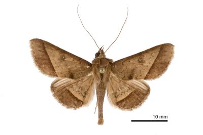 溝翅裳蛾 Hypospila bolinoides 雄蟲