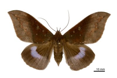 藍條裳蛾 Ischyja manlia 雌蟲