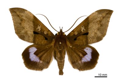 藍條裳蛾 Ischyja manlia 雄蟲