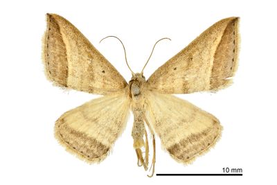 同曲裳蛾 Loxioda similis 雄蟲
