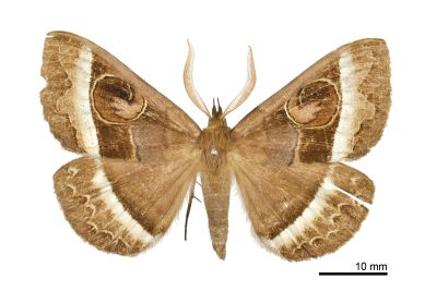 蚪目裳蛾 Metopta rectifasciata 雄蟲
