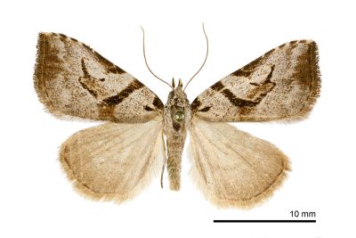 中平帶鷗裳蛾 Oglasa mediopallens 雄蟲