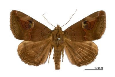 瞳裳蛾 Ommatophora luminosa 雄蟲