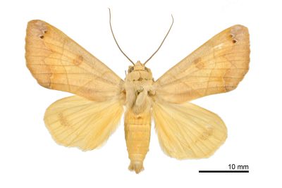 小安鈕裳蛾 Ophiusa microtirhaca 雄蟲