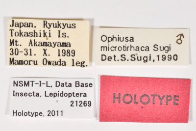 小安鈕裳蛾 Ophiusa microtirhaca