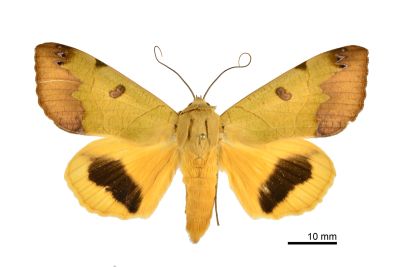 安鈕裳蛾 Ophiusa tirhaca 雄蟲