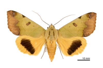 安鈕裳蛾 Ophiusa tirhaca 雄蟲