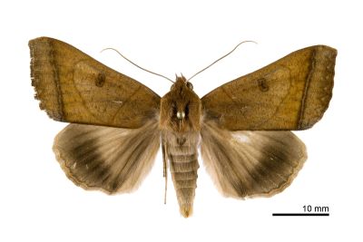 直安鈕裳蛾 Ophiusa trapezium 雄蟲