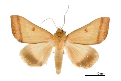 直安鈕裳蛾 Ophiusa trapezium 雄蟲