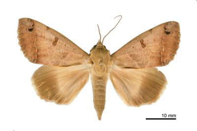 橘安鈕裳蛾 Ophiusa triphaenoides 雌蟲