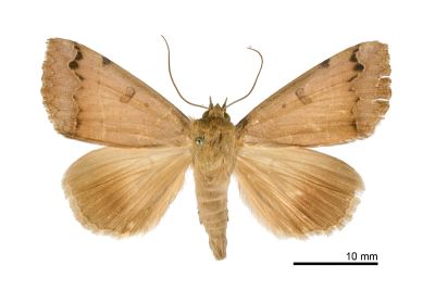 橘安鈕裳蛾 Ophiusa triphaenoides 雄蟲