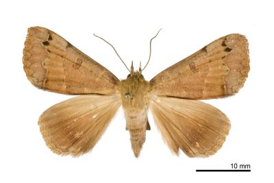 橘安鈕裳蛾 Ophiusa triphaenoides 雌蟲