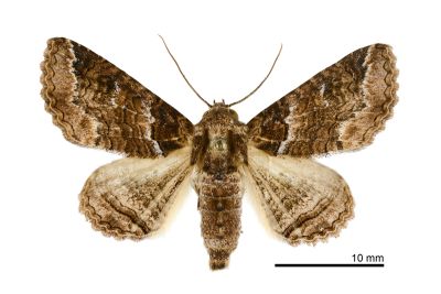 鳳凰木裳蛾 Pericyma cruegeri 雄蟲