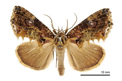 臺灣穗裳蛾 Pilipectus taiwanus 雄蟲