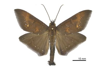妖裳蛾 Platyja acerces 雄蟲
