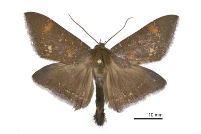 妖裳蛾 Platyja acerces 雄蟲