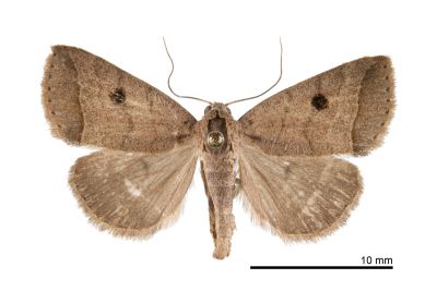 Plecoptera uniformis 雌蟲