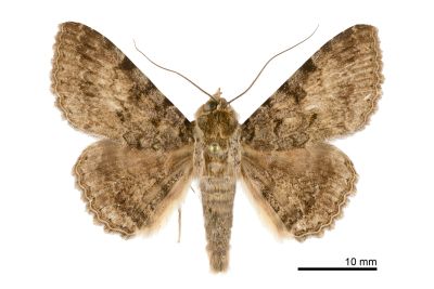 曲線紛裳蛾 Polydesma boarmoides 雄蟲