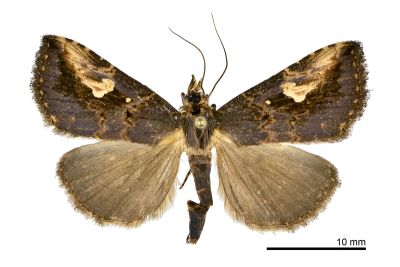 社裳蛾 Pseudosphetta moorei 雌蟲