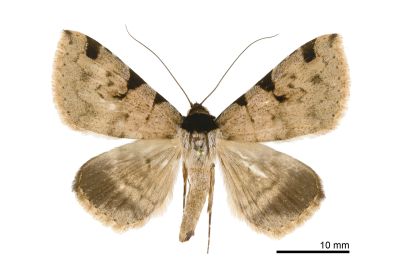前緣斑裳蛾 Rema costimacula 雄蟲