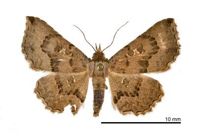 蕊裳蛾 Rhesala imparata 雌蟲