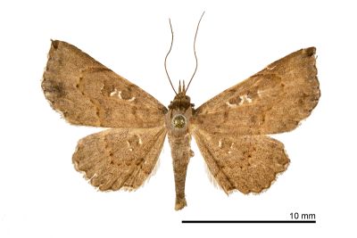 蕊裳蛾 Rhesala imparata 雄蟲