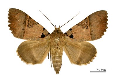 鈴斑翅裳蛾 Serrodes campana 雌蟲