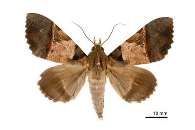 鈴斑翅裳蛾 Serrodes campana 雄蟲