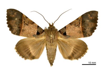 鈴斑翅裳蛾 Serrodes campana 雄蟲