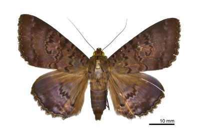 紫黯目裳蛾 Speiredonia mutabilis 雌蟲