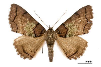 綠霧閃裳蛾 Sypna chloronebula 雌蟲