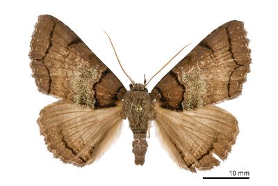 綠霧閃裳蛾 Sypna chloronebula 雄蟲