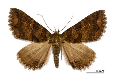 離閃裳蛾 Sypna diversa 雌蟲