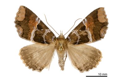 華析裳蛾 Sypnoides chinensis 雌蟲