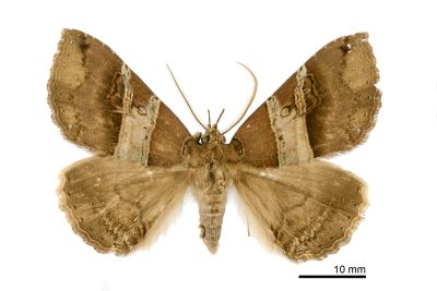 碧帶析裳蛾 Sypnoides hampsoni 雄蟲