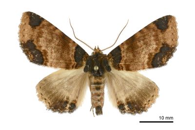 敝衣析裳蛾 Sypnoides pannosa 雄蟲